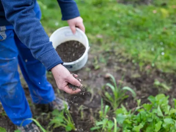 Conheça os tipos de adubos orgânicos que você pode usar nos seus cultivos