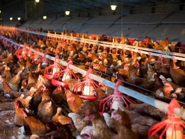 Pecuária intensiva: o que é e qual é a sua pegada de carbono