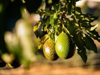 Dois abacates verdes ainda na árvore, entre folhas bem iluminadas pela luz natural.