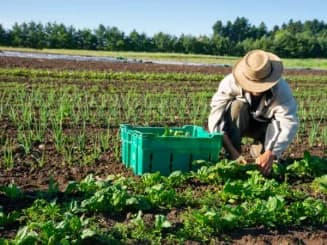 Trabajador agrícola recogiendo verduras frescas en un campo de cultivo ecológico, con una caja verde para la cosecha.