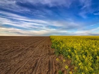 Campo agrícola com terreno lavrado à esquerda e cultivo de flores amarelas à direita, sob um céu azul claro.