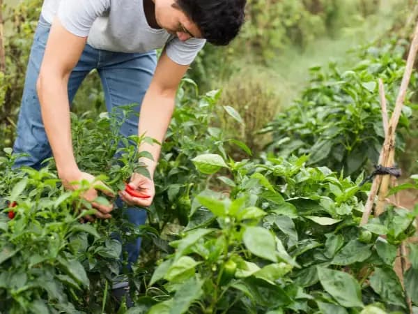 Estas son las principales ayudas a agricultores y ganaderos