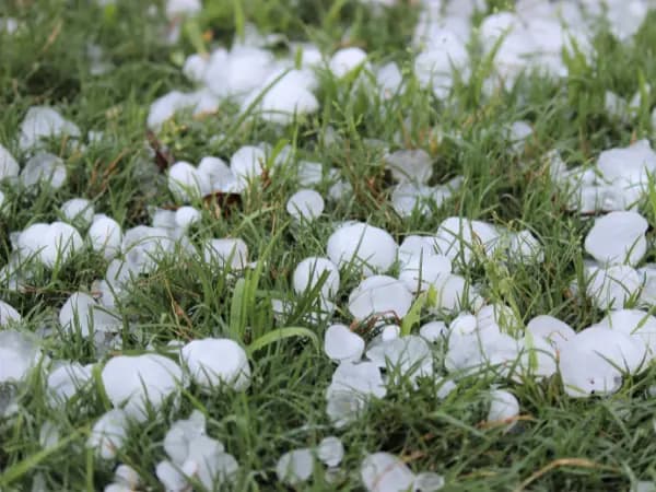 Los efectos de la DANA en los cultivos dejan miles de hectáreas afectadas y «pérdidas millonarias»