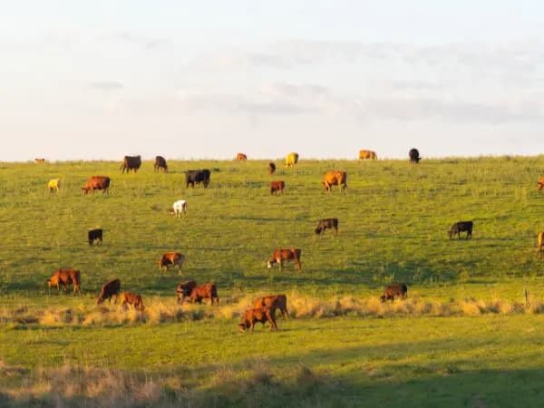 Código REGA: Registro general de Explotaciones Ganaderas
