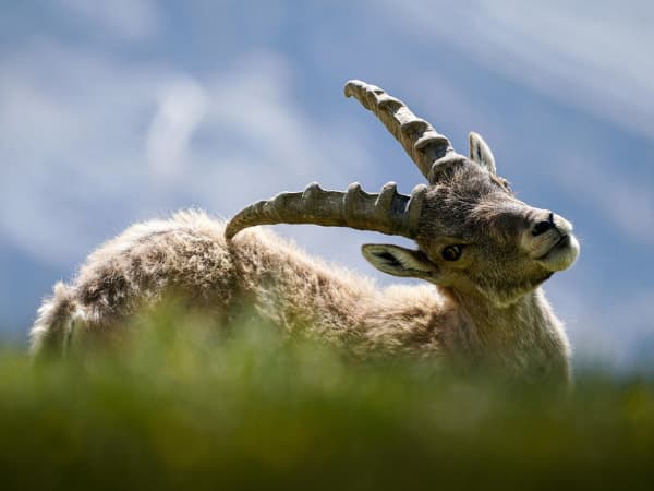 Los beneficios de la caza: ¿por qué es una actividad necesaria?