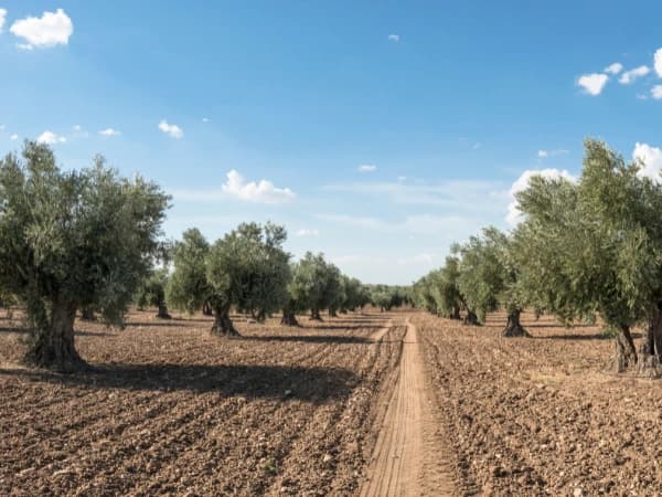 ¿Es viable el olivar superintensivo en secano? Análisis realista de una tendencia emergente