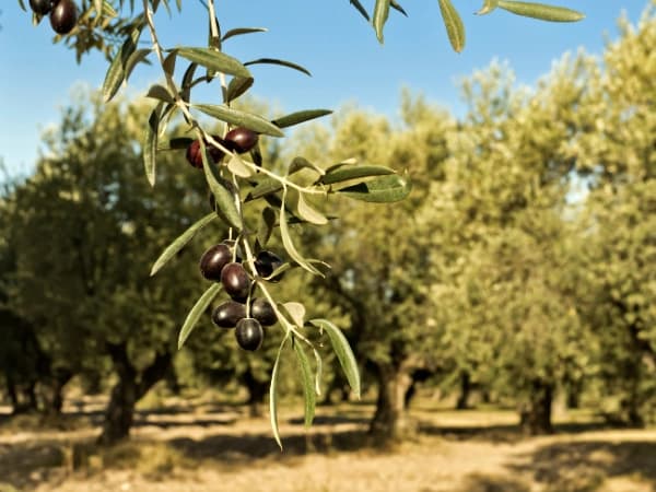 ¿Es rentable plantar olivos?