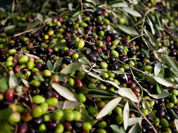 ¿Cuánto tarda un olivo en producir y ser rentable? Plazos reales según el tipo de olivar