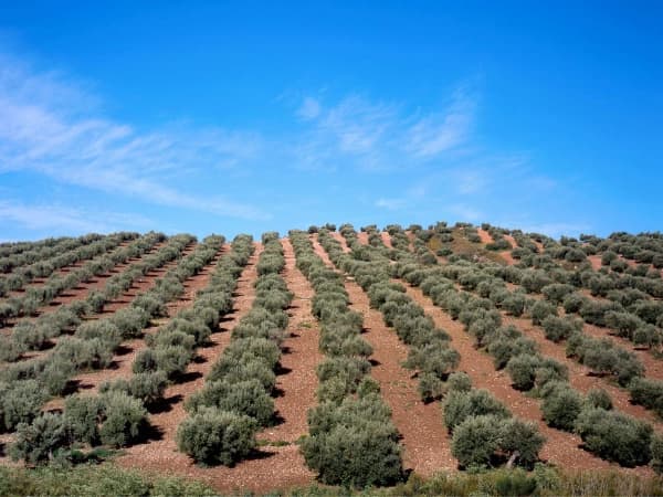 Seguro para cultivos leñosos: riesgos comunes y protección adecuada