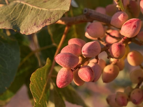 Seguro para pistachos: cómo asegurar una plantación a largo plazo