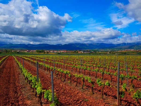 Fincas rústicas en El Bierzo: el valle fértil de León para amantes del vino