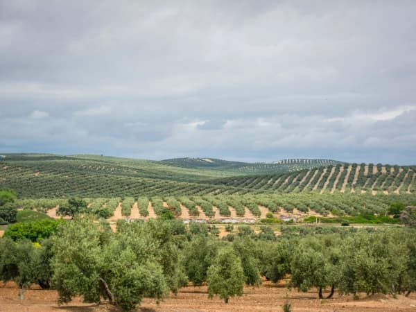 Seguro para olivar intensivo y superintensivo: qué cambia en la cobertura