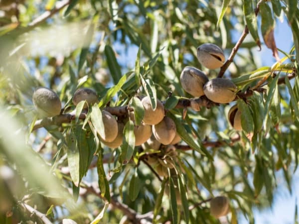 Seguro para almendros: qué debes asegurar en plantaciones productivas