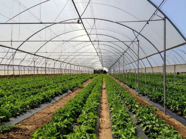 Seguro para invernaderos: cómo proteger explotaciones de alto valor