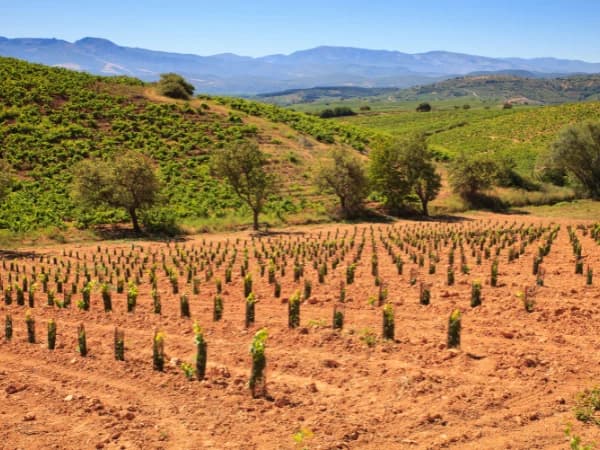 El acuerdo UE-Mercosur y su impacto en el campo español: ¿Oportunidad o amenaza?