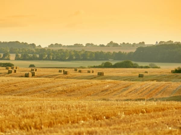 Oportunidades de Inversión en Agribusiness en España 2025: Asesoramiento Profesional con Savills Agribusiness & Rural