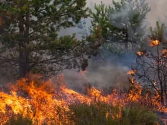 arboles quemándose en uno de los incendios más grandes de España