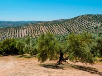 Priego de Córdoba, donde el aceite se convierte en identidad.