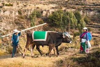 8 negocios en el campo rentables y con poca inversión
