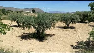 María Salud Botella