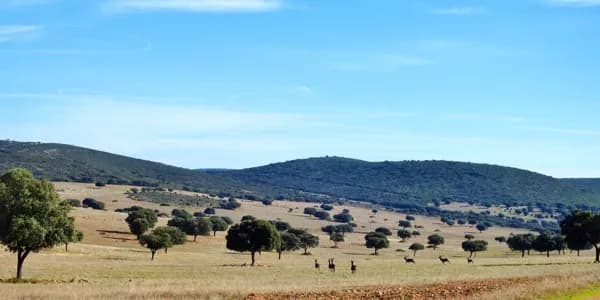 Finca rústica de 1500 ha en venta en Ciudad real