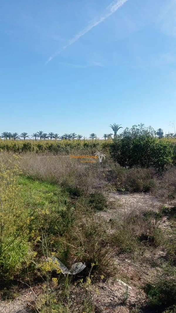 Finca agrícola de 3,0505 ha en venta en Elche pedanias, Alicante
