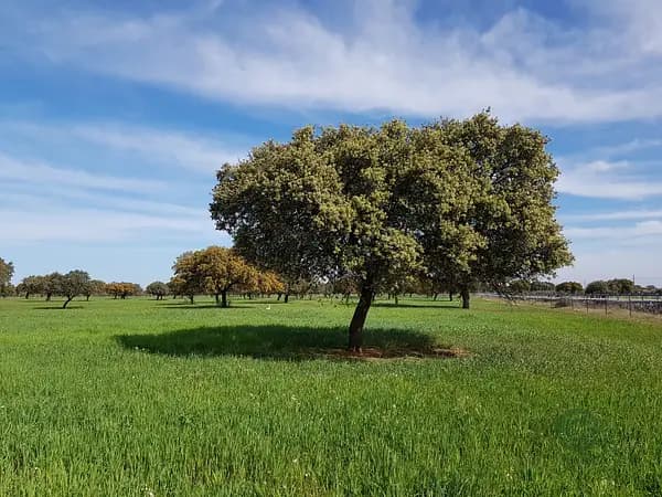 Finca rústica de 50 ha en venta en Badajoz