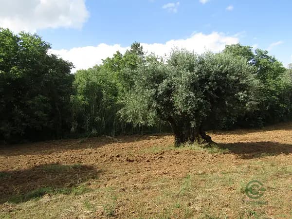 Rustic property of 2 ha for sale in Santarém