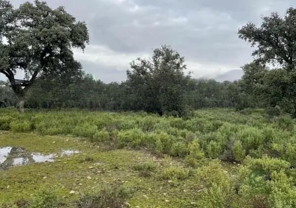 Finca rústica de 78 ha en venta en Toledo