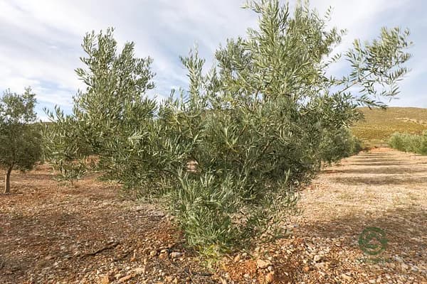 Finca agrícola de 16 ha en venta en Cozvijar, Granada