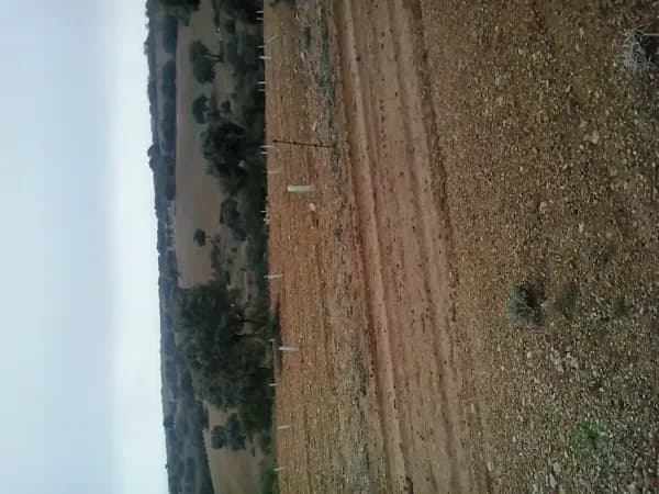 Finca rústica de 155 ha en venta en Albacete