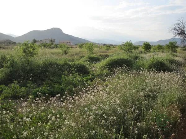 Spot image