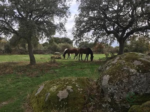 Finca rústica de 5,6 ha en venta en Madrid