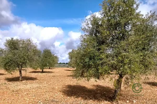 Finca agrícola de 1,38 ha en venta en Albacete