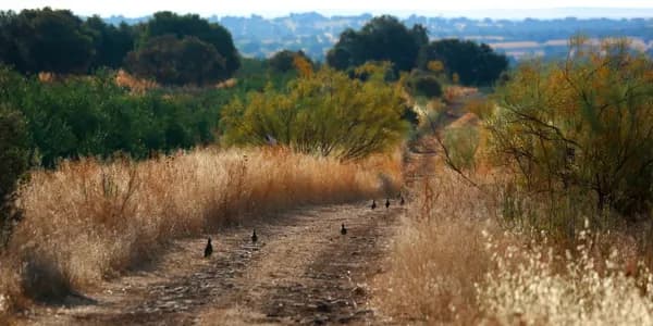 Finca rústica de 1000 ha en venta en Albacete