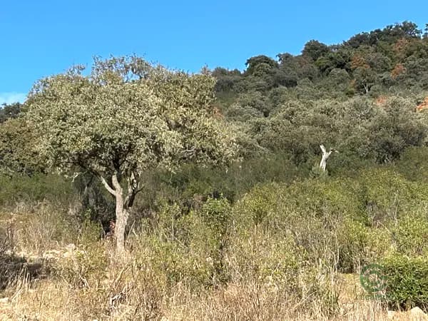 Finca rústica de 15,99 ha en venta en Ciudad real