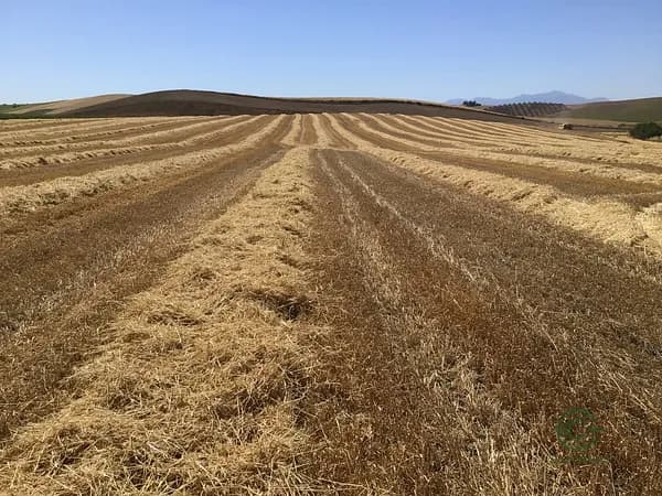 Finca agrícola de 11,49 ha en venta en Sevilla