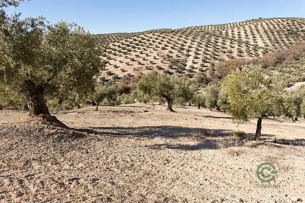 Finca agrícola de 13,38 ha en venta en Campotejar, Granada