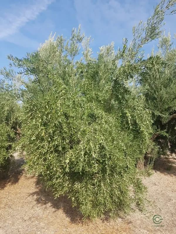 Finca agrícola de 14,2 ha en venta en Villacarrillo, Jaen