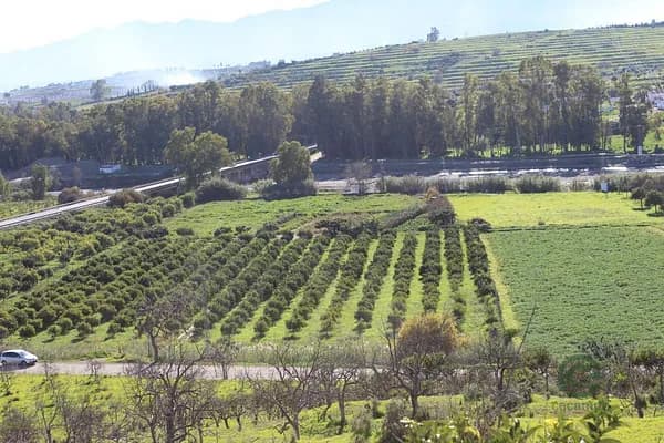 Finca agrícola de 1,8 ha en venta en Cártama, Málaga