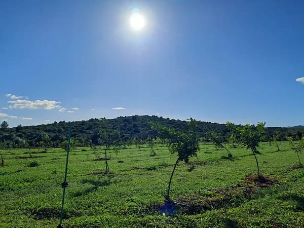 Finca agrícola de 1,2 ha en alquiler en Castellón