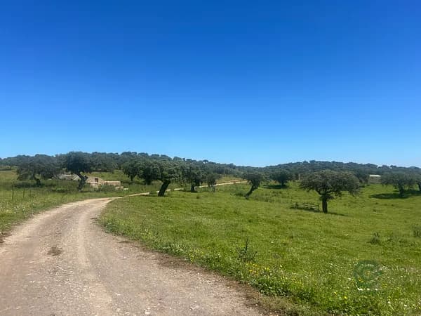 Finca rústica de 80 ha en venta en Badajoz