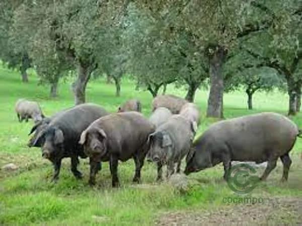 Finca ganadera de 375 ha en venta en Badajoz