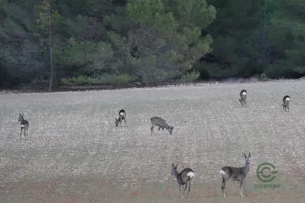 Finca rústica de 544 ha en venta en Cuenca