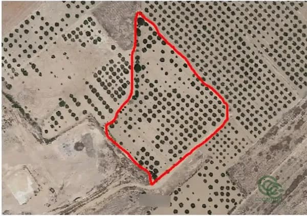 Finca agrícola de 0,9555 ha en venta en Caudete, Albacete