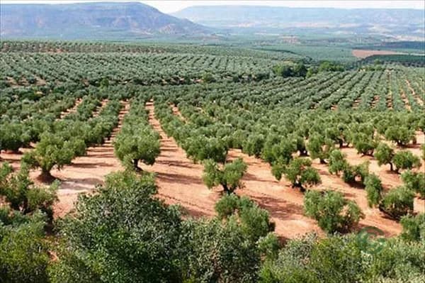 Finca agrícola de 2,6 ha en venta en Bedmar y garciez, Jaen