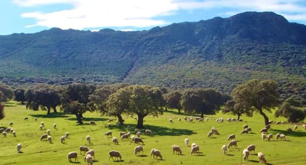 Finca rústica de 800 ha en venta en Ciudad real