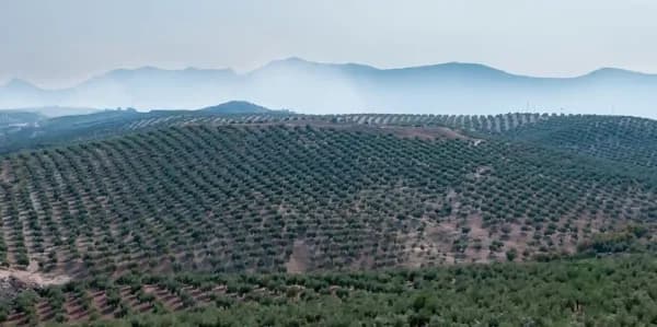 Finca agrícola de 248 ha en venta en Jaén