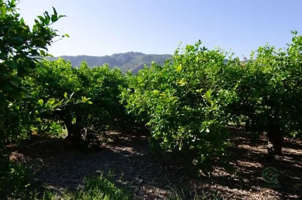 Finca agrícola de 0,2236 ha en venta en Los garres, Murcia
