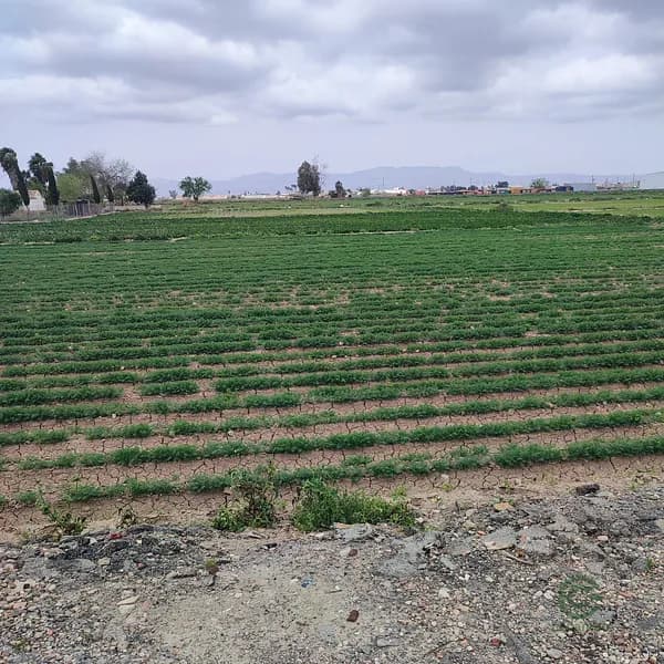 Finca rústica de 1,7775 ha en venta en Alicante